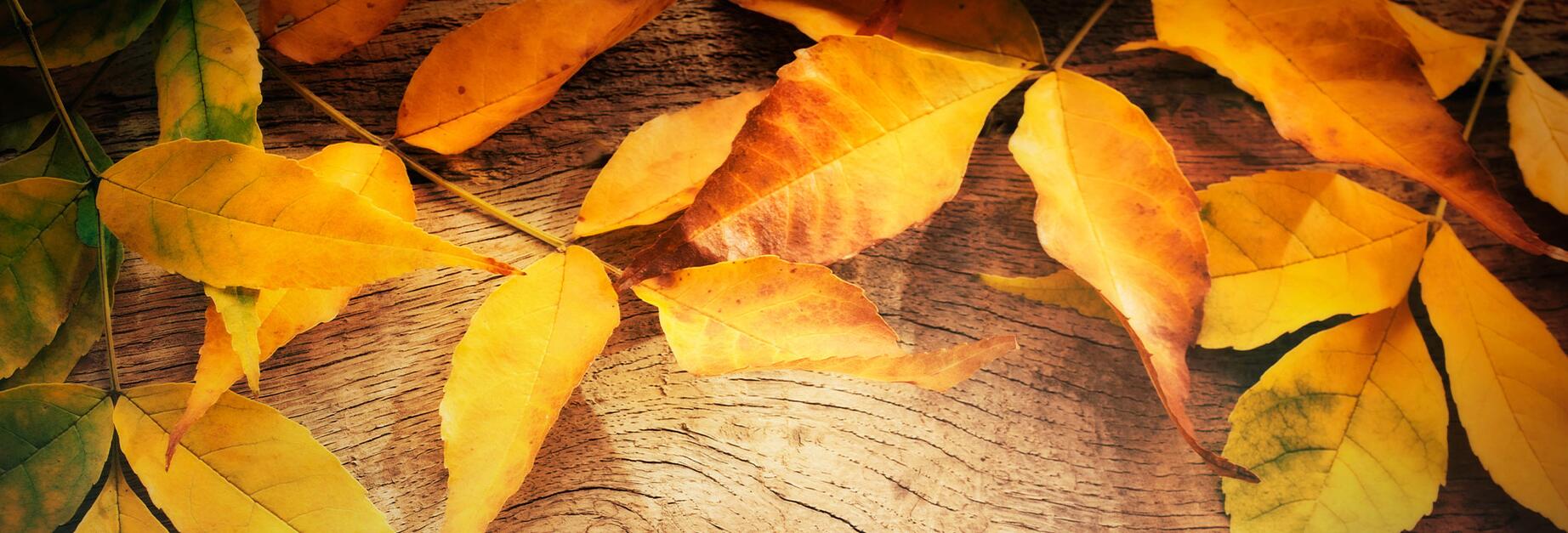 intro-Automne 2022